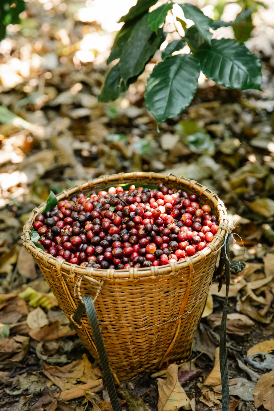 Canasta llena de cerezas de café recién cosechadas