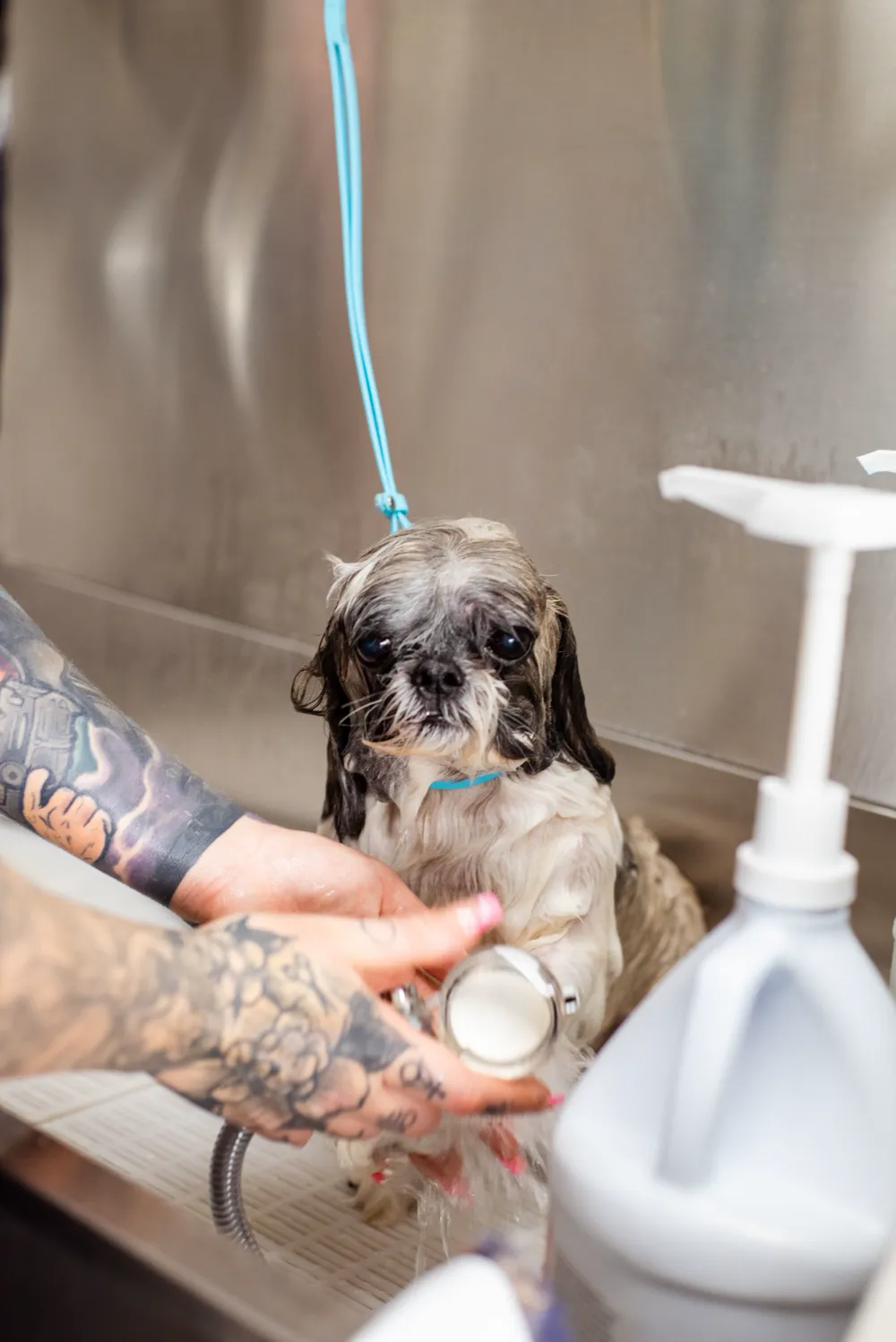 Perrito mojado durante el baño