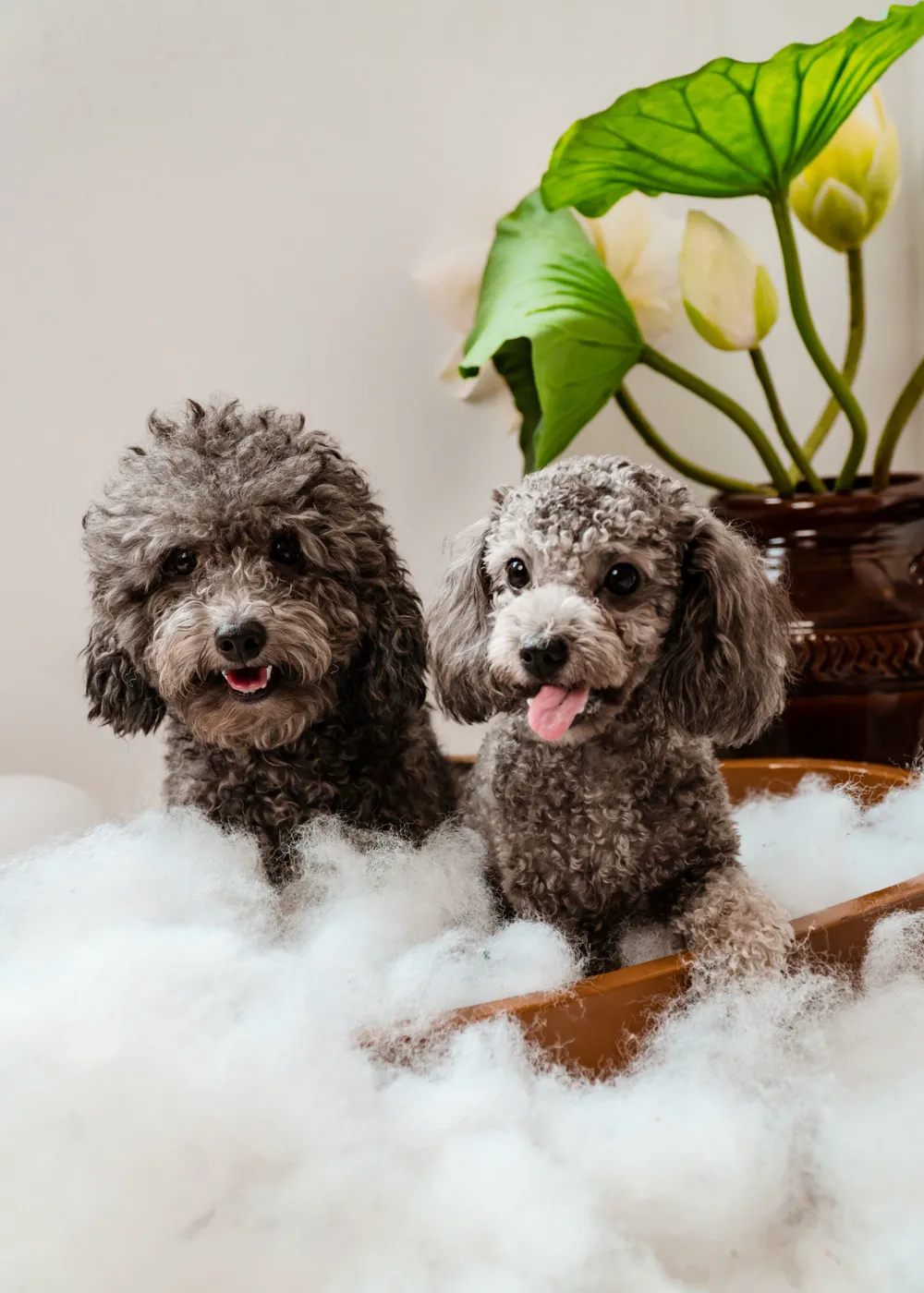 Dos perros caniches entre espuma