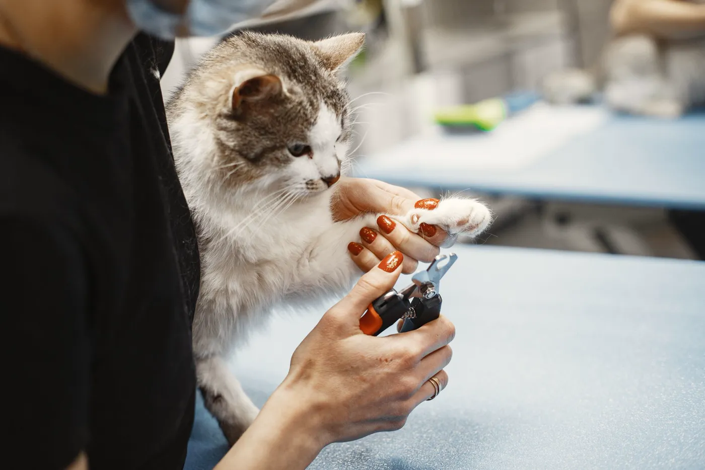 Corte de uñas a un gato