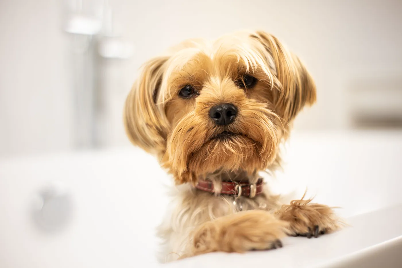 Perrito yorkshire asomado en la tina